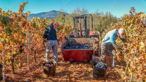 Foto workers harvesting in vineyards in La Rioja Spain.