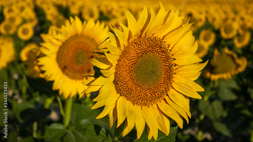 Sunflower cultivation at sunrise in the mountains of Alicante. Sunflower cultivation at sunrise in the mountains of Alicante.