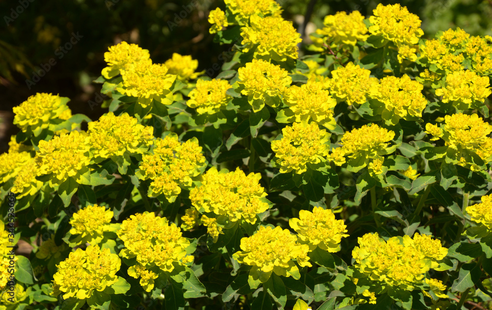 cushion spurge plant in summer with bright yellow leaves and flowers cushion spurge plant in summer with bright yellow leaves and flowers