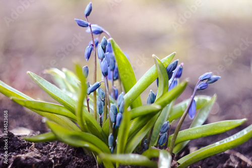 The first spring flowers. Blue spring flowers. Blue bells flowers. Little flowers in the garden.