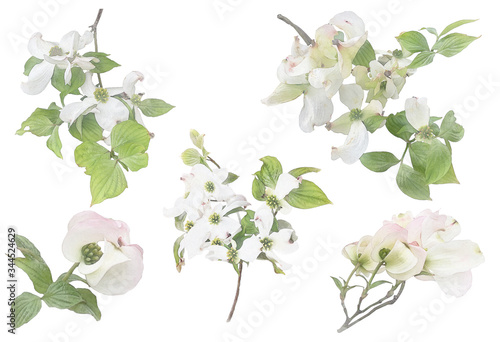 White flowering dogwood on branch watercolor illustration set photo