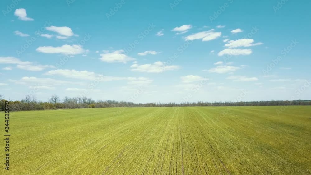 Fields of young wheat bread grows 4K aerial video. Fields of young wheat bread grows 4K aerial video.