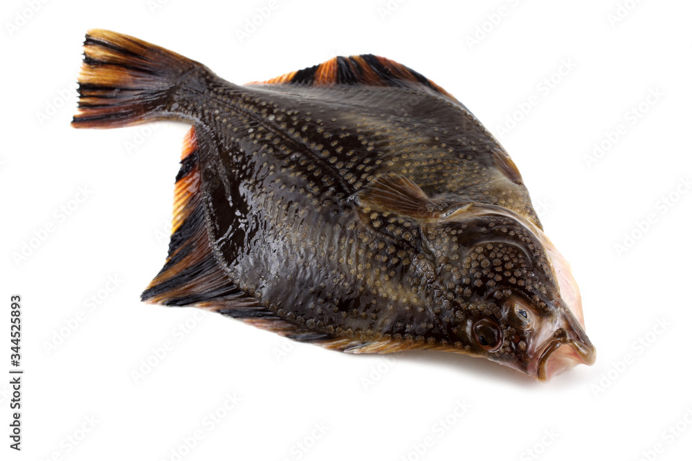 Obraz premium Starry flounder (emery wheel, long-nosed flounder, grindstone)