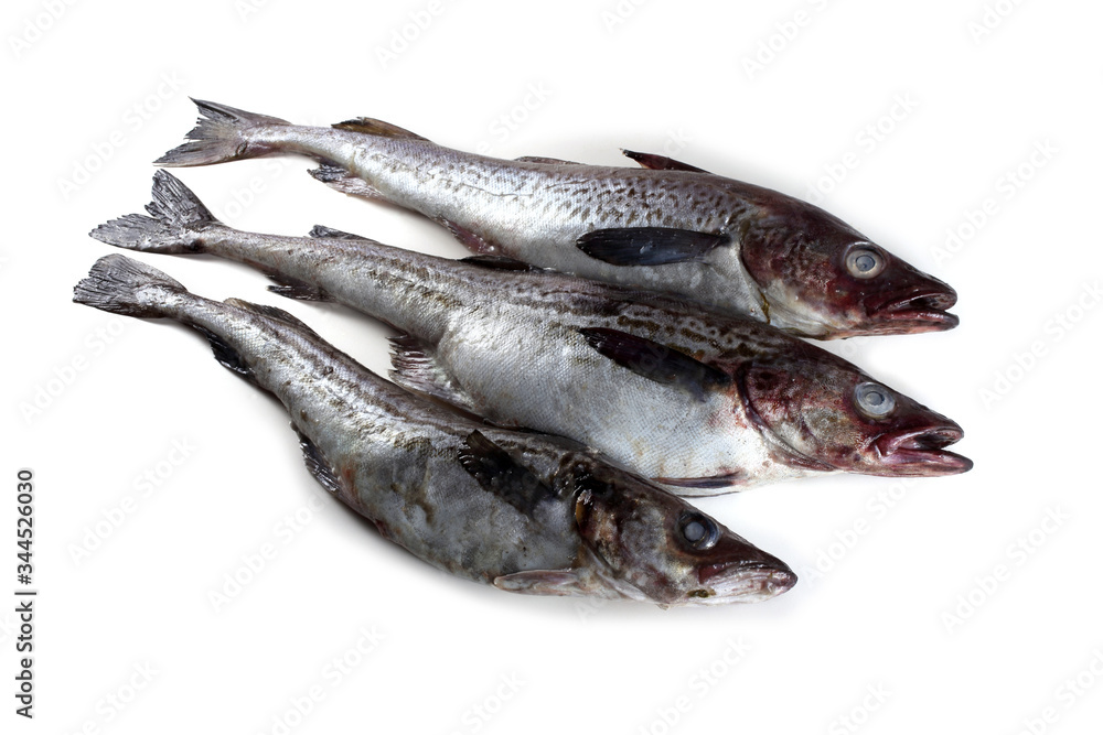 Alaska pollock Alaska pollock