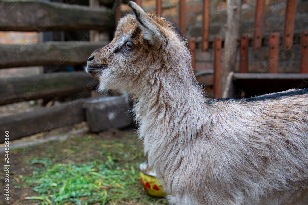 Naklejka premium Cute little goatlings