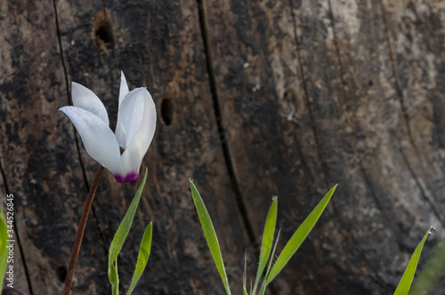 A White Cyclamen Closeup photo