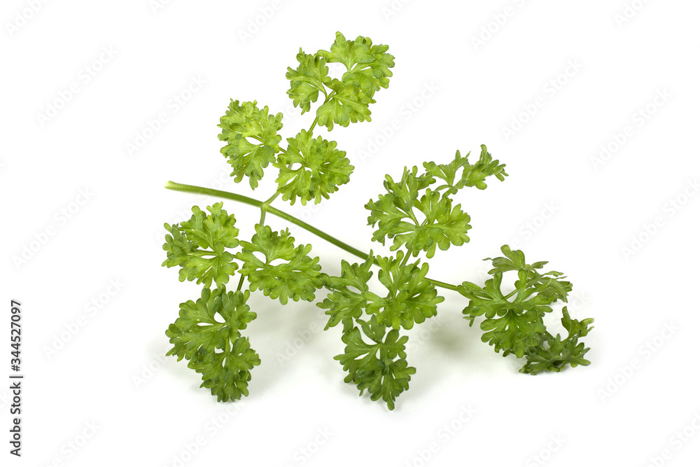 Fototapeta premium Parsley
