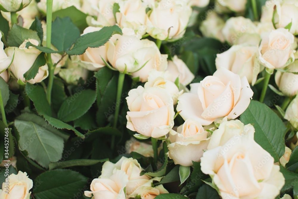 Peach Avalanche Rose Bush Background Peach Avalanche Rose Bush Background