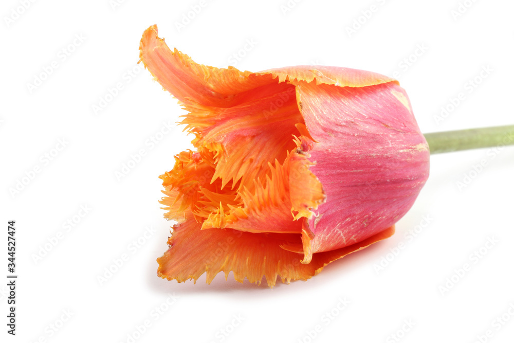 Multicolor tulip Multicolor tulip