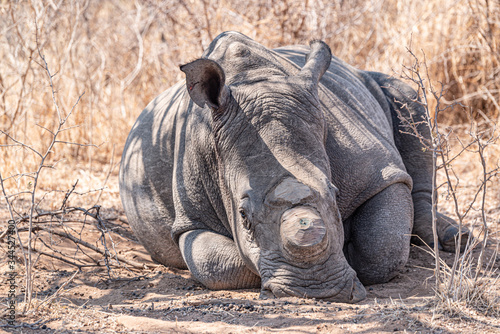 Dehorned Rhino closeup portrait in the Hwange National Park, Zimbabwe