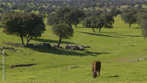 Retinta breed calves grazing in the spring of the Pedroches Valley. Limousin. Angus photo