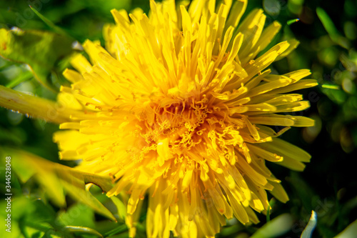 Background of yellow dandelion on green grass