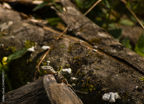 Small lizard sitting on a dead tree stomp