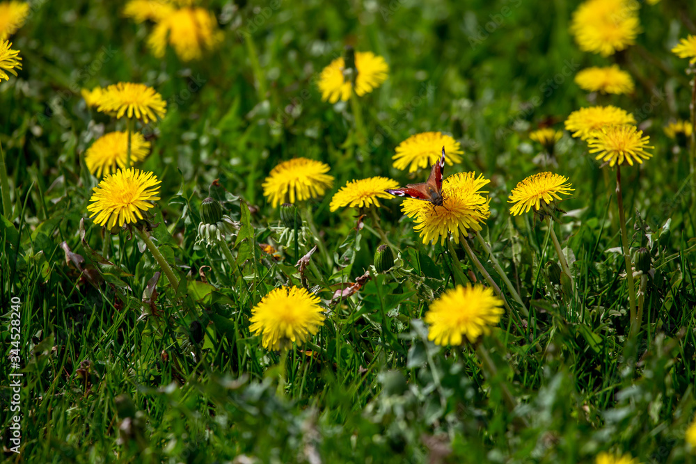 Butterfly on yellow dandelions in green meadow Butterfly on yellow dandelions in green meadow