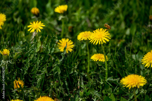 Bee on yellow dandelions in green meadow
