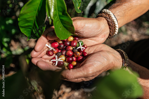 Man's hands holding flowers and coffee beans in a coffee plantation in Ecuador. photo