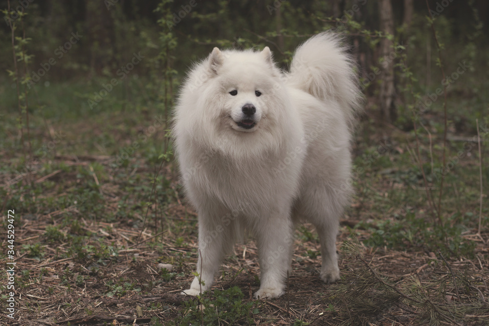 beautiful white dog walk in the park