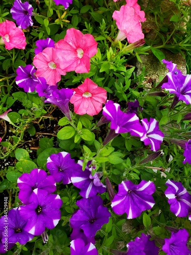 pink flowers in the garden