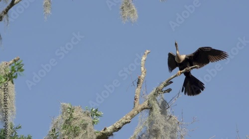 Female anhinga bird flying in slow motion into the oak trees in Orlando Florida