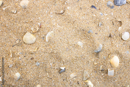 Seashells on the sea sand. Copy space