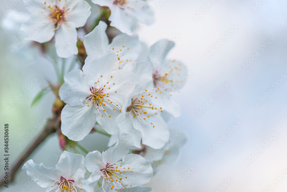 Beautiful cherry blossom against the sky Beautiful cherry blossom against the sky