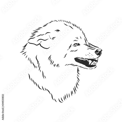 angry snarling wolf, angry wolf growls, wolf head, vector sketch illustration