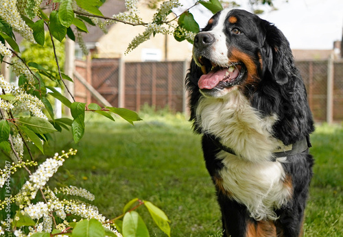 Foto Happy Bernese Mountain Dog standing in the park