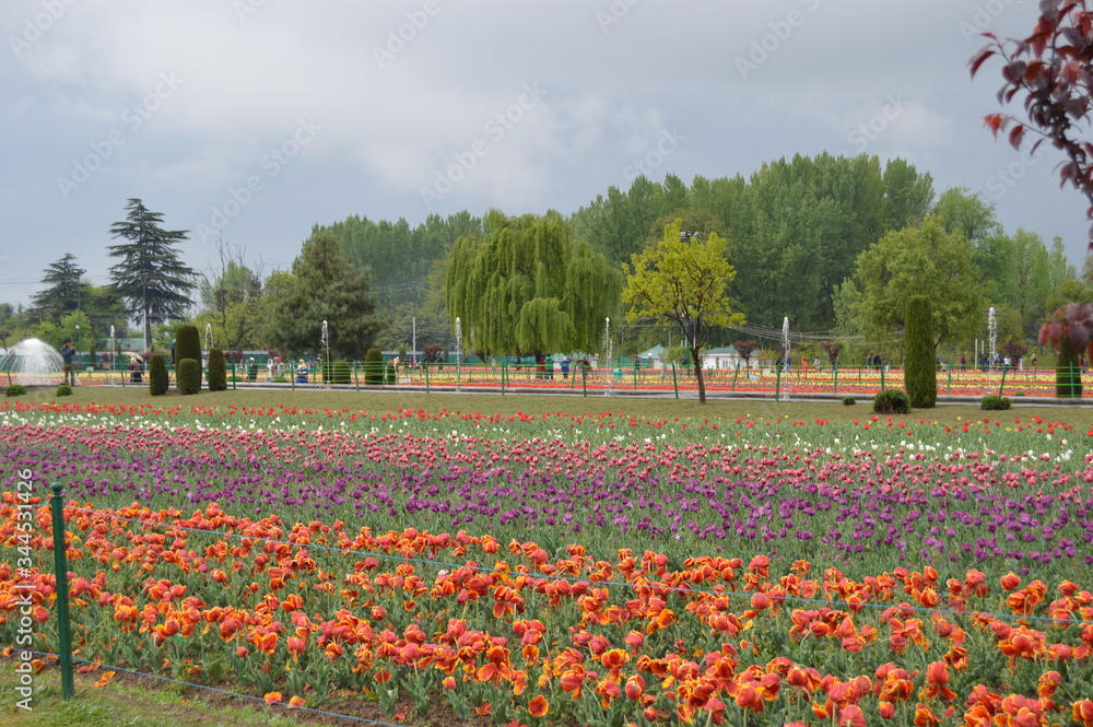 field of tulips
