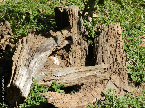Wallpaper Mural logs Torontodigital.ca
