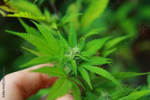 Cannabispflanze Eigenanbau mit Hand
