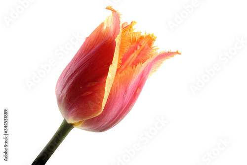 Multicolor tulip