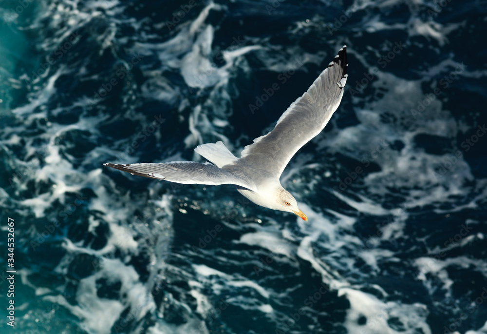 Seagull close-up in flight against the background of sea waves.