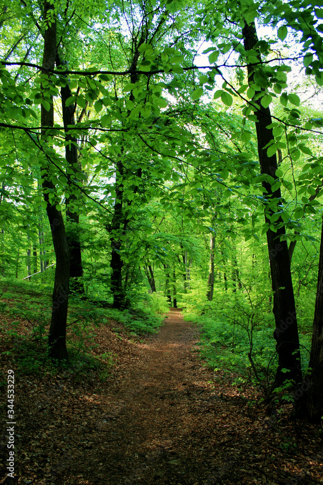 Spring in Las Wolski, Wolski Forest, park in Cracow, Poland Spring in Las Wolski, Wolski Forest, park in Cracow, Poland