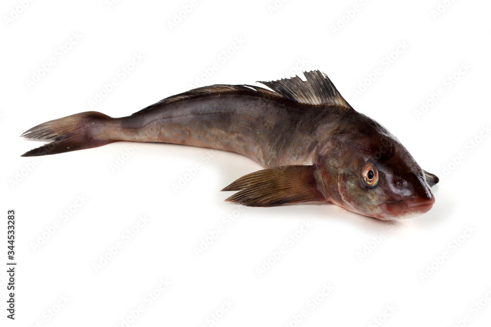 Fototapeta premium Sea bass