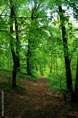 Spring in Las Wolski  Wolski Forest  park in Cracow  Poland