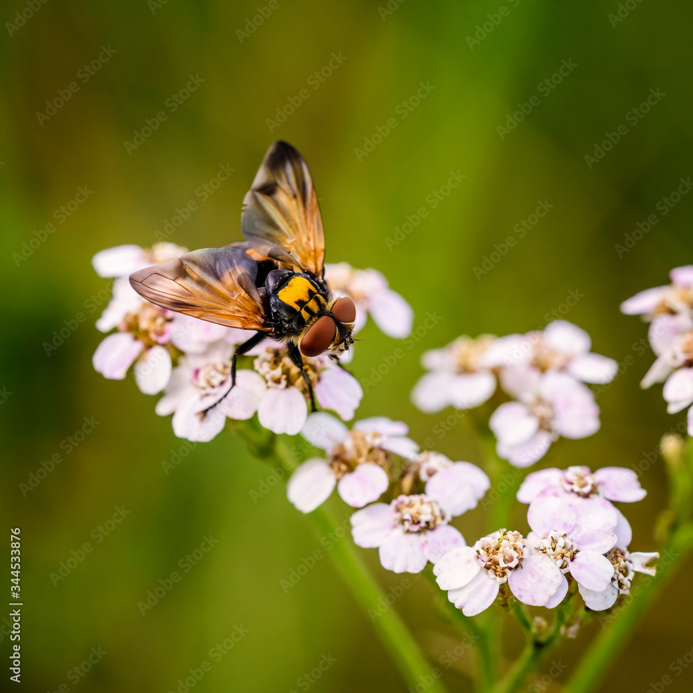 hoverfly named Pellucid Fly resting on a flower head in natural bacl, Hover-fly .(Volucella pellucens) hoverfly named Pellucid Fly resting on a flower head in natural bacl, Hover-fly .(Volucella pellucens)