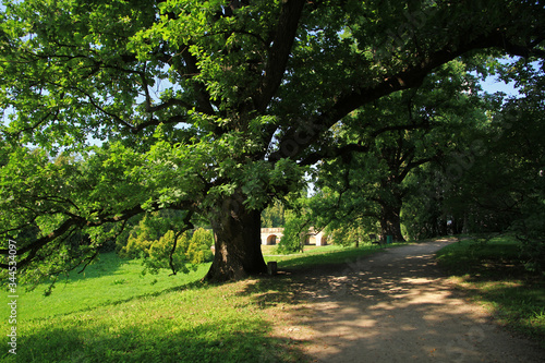 Old trees in park near Krasiczyn Castle, Renaissance castle in Krasiczyn, Poland