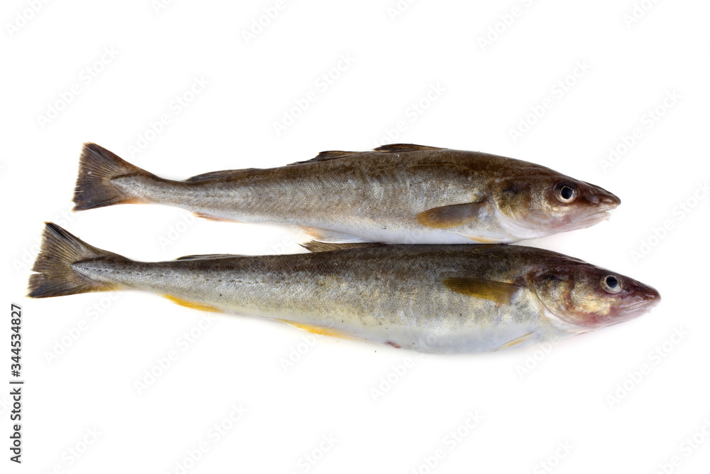 Saffron cod Saffron cod