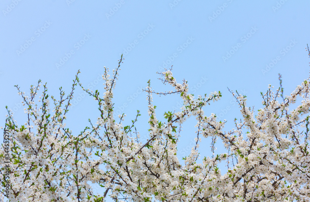 Blooming cherry in the garden. Spring flowering trees. Pollination of flowers of cherry. Blooming cherry in the garden. Spring flowering trees. Pollination of flowers of cherry.
