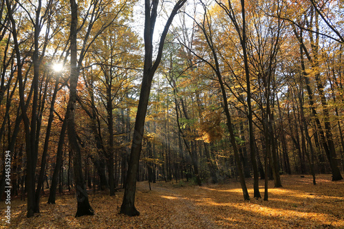 Autumn in Las  Lagiewnicki in Lagiewniki, POland