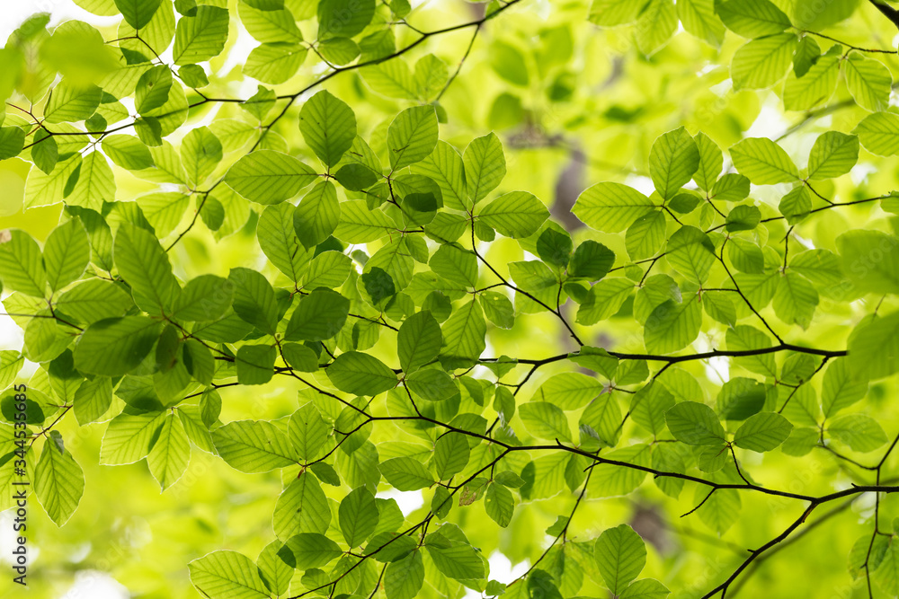 green leaves background in the sunlight green leaves background in the sunlight
