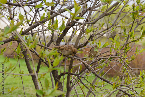 Sparrow sitting on a branch of a bush on a cloudy spring day