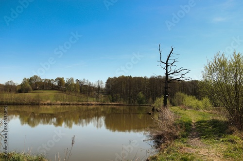 Spring landscape of a Czech pond with a blue sky and a silhouette of a tree