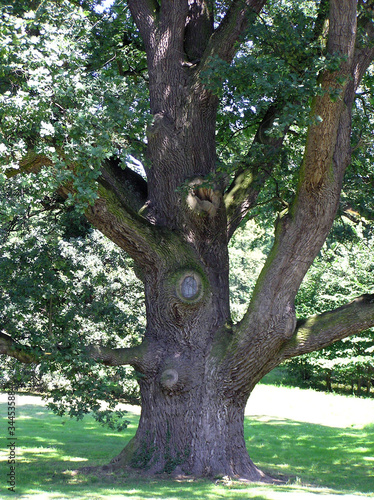 Old oak tree in the park near Moszna Castle, Poland photo