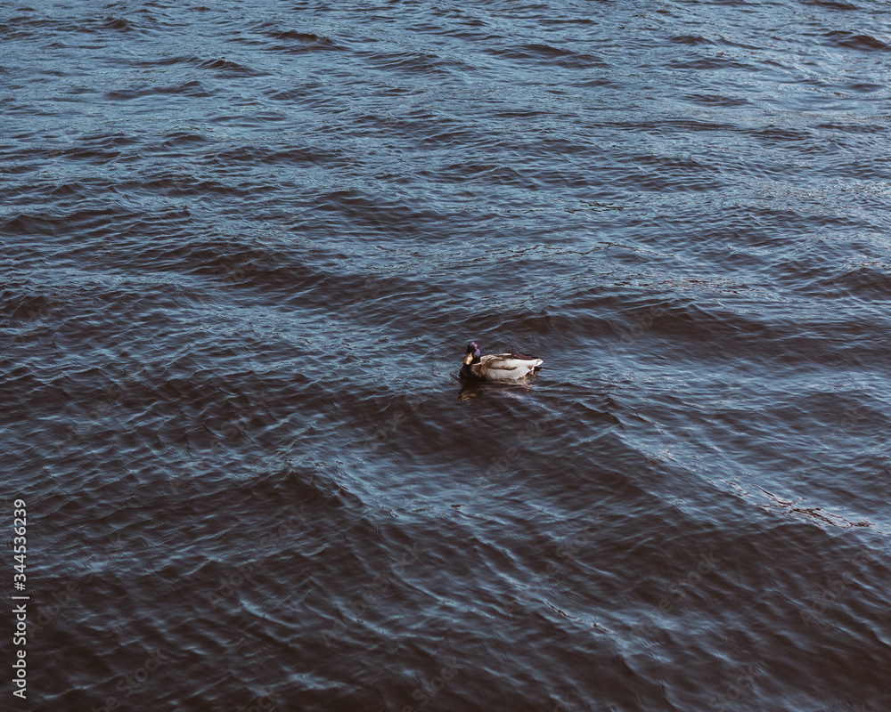 Fototapeta premium duck swimming in the water
