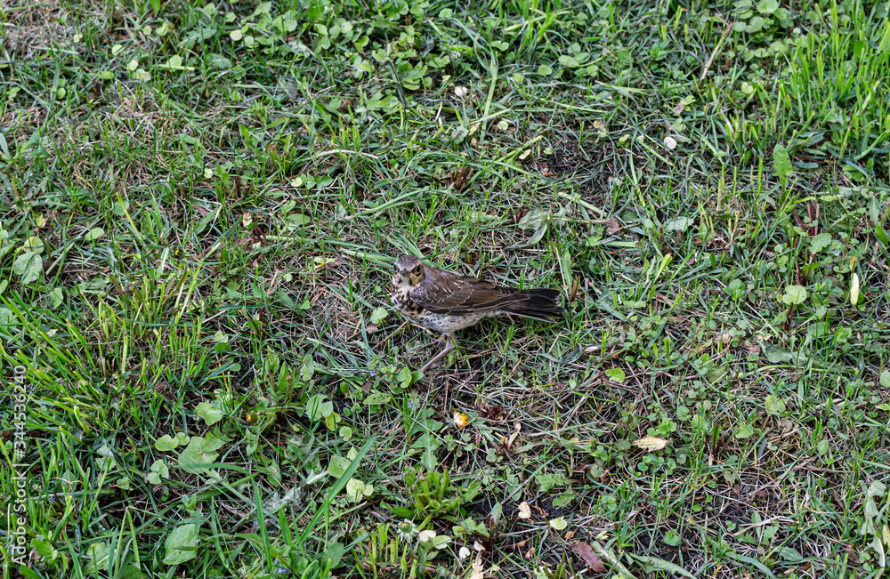 young throstle walks on the grass, song bird still can not fly, rook throstle young throstle walks on the grass, song bird still can not fly, rook throstle