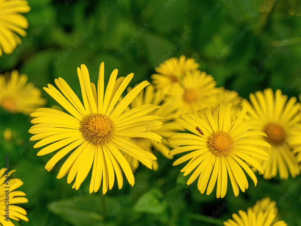 Bright yellow flowers of Doronicum orientale or leopards bane. Bright yellow flowers of Doronicum orientale or leopards bane.