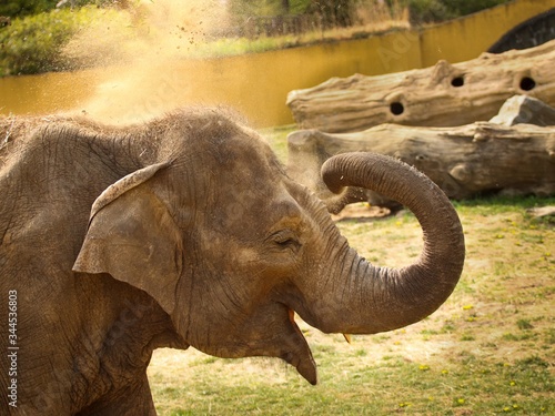 Portrait of an elephant in the glow of the sun, which throws a trunk over its head clay