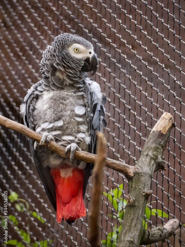 Jacket parrot sitting on a branch in a cage at the Ostrava zoo