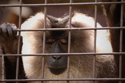 Sad portrait of a monkey behind a quarantined fence in the Ostrava zoo